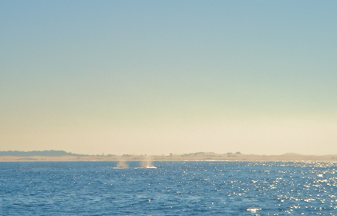 Whale Blow